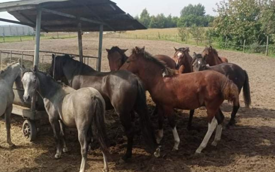 
        Zbiórka Na suchy chleb dla koni - zdjęcie główne
    
