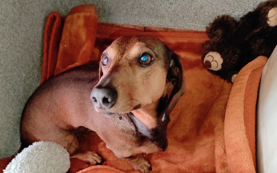 
        Zbiórka Leczenie Arona - zdjęcie główne
    