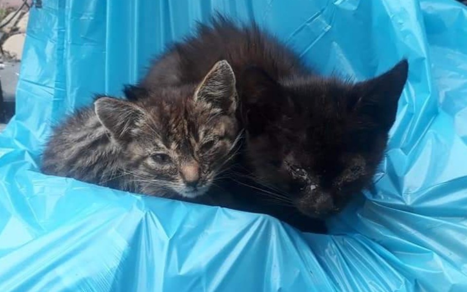 
        Zbiórka Kociaki Biedaki - zdjęcie główne
    