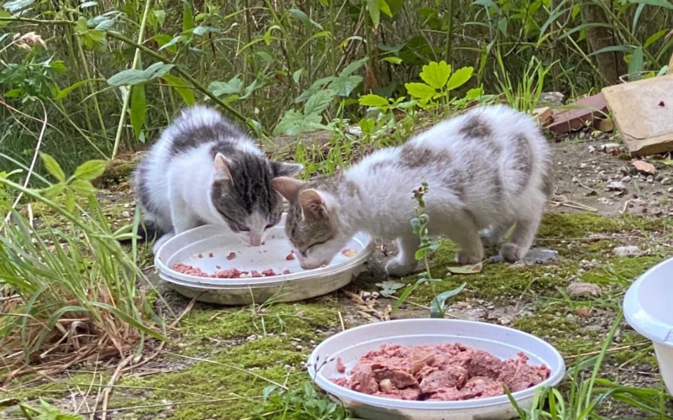 
        Zbiórka Aby zdążyć z pomocą - zdjęcie główne
    