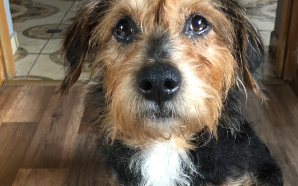 
        Zbiórka Pomoc Bezdomniakom GSPZ Misiek - zdjęcie główne
    