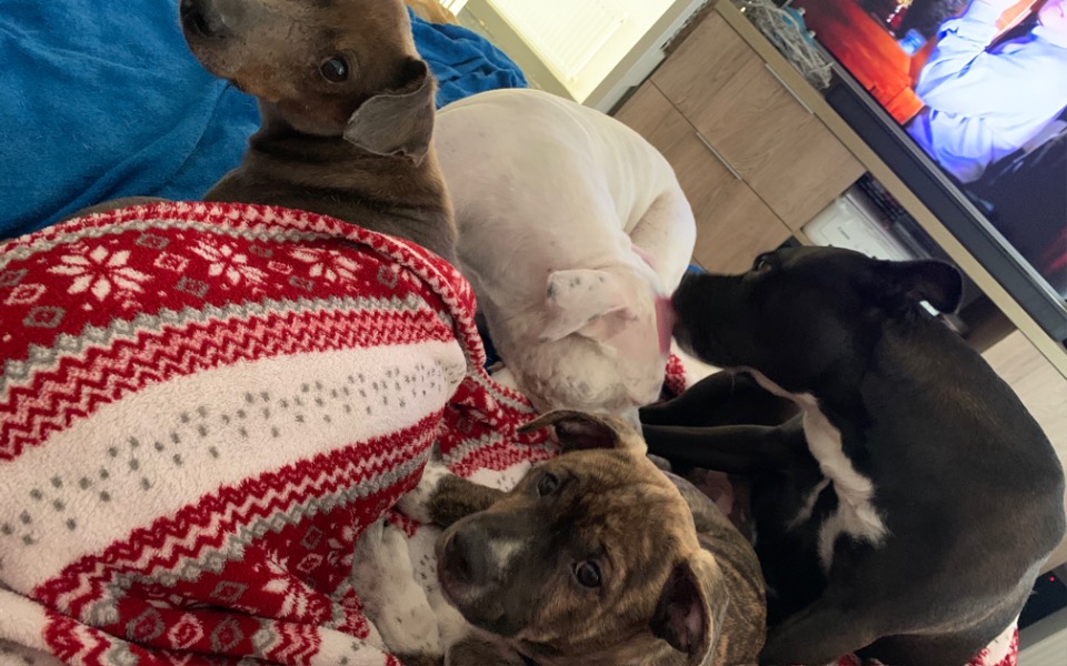 
        Zbiórka Cztery pyszczki cztery serca - zdjęcie główne
    