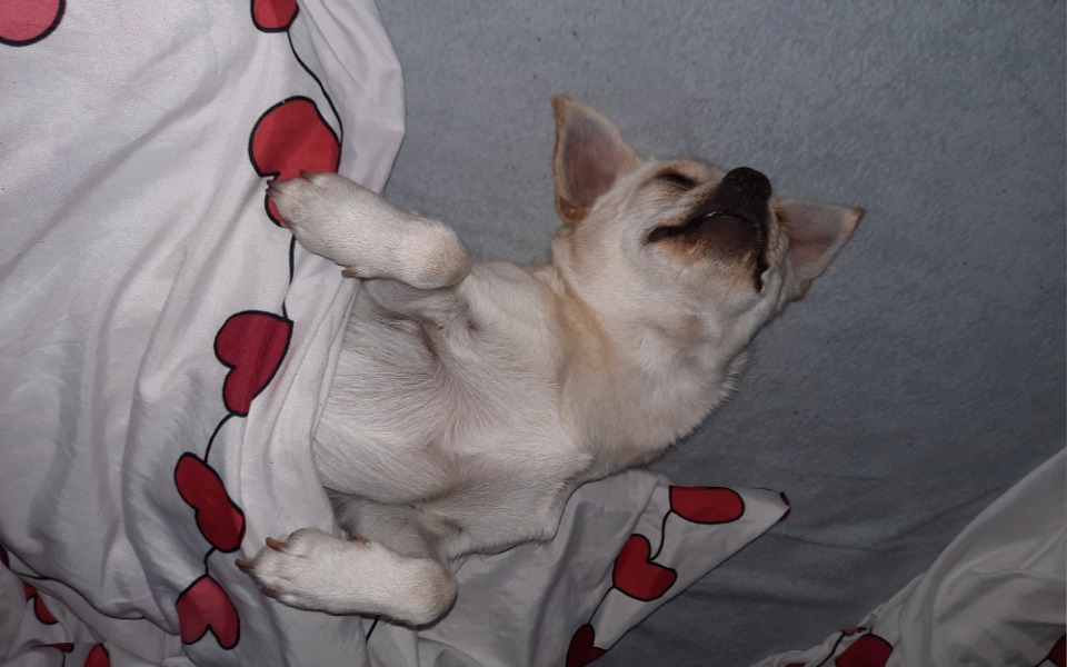 
        Zbiórka Sterylizacja Kokosa - zdjęcie główne
    