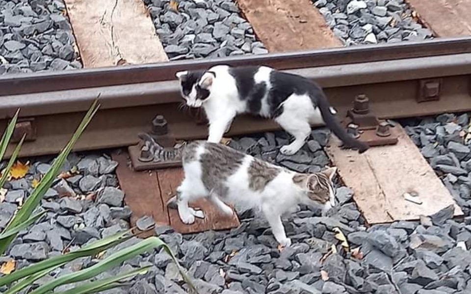 
        Zbiórka Kociaki przy torach - zdjęcie główne
    