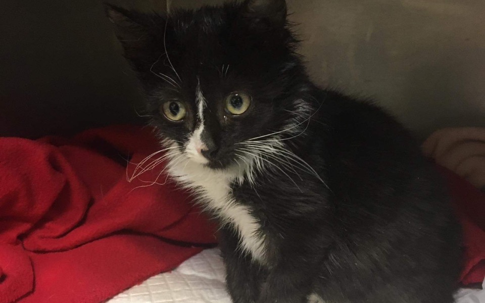 
        Zbiórka Malutki Juruś - zdjęcie główne
    