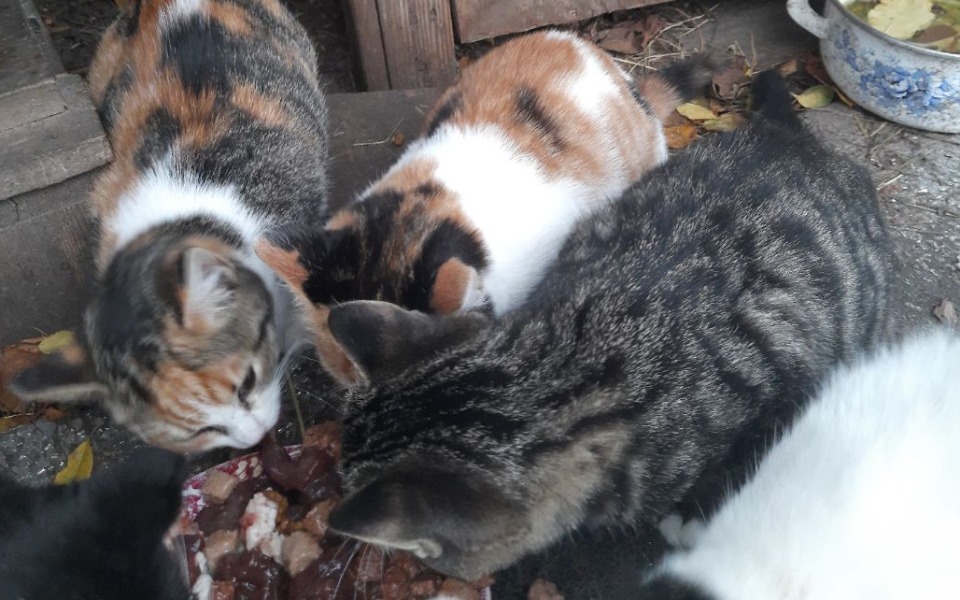 
        Zbiórka Na pomoc kotom z Sokołowa - zdjęcie główne
    