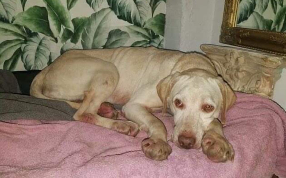 
        Zbiórka Zbieram na chorego pupila psa - zdjęcie główne
    