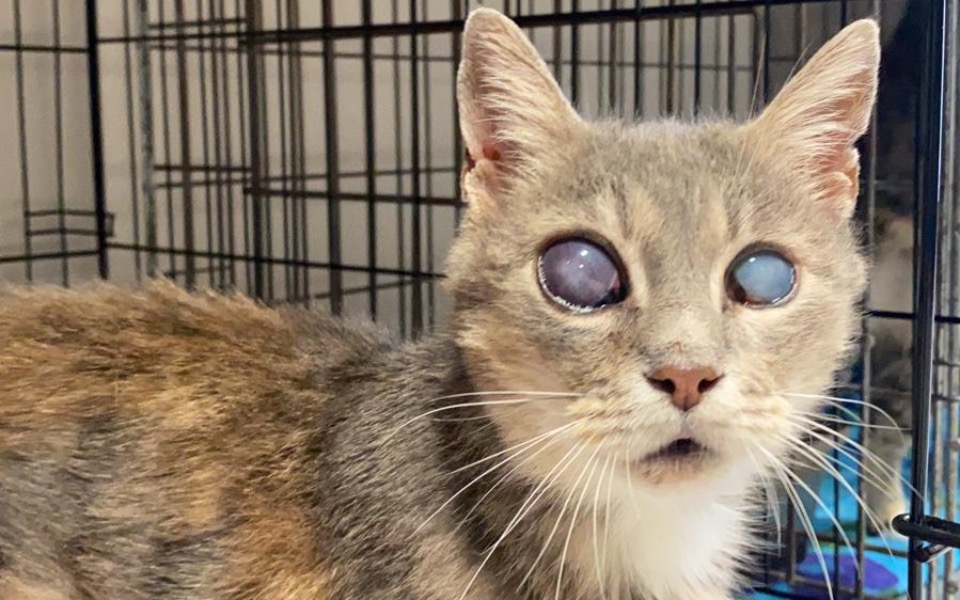 
        Zbiórka Migotka - zdjęcie główne
    