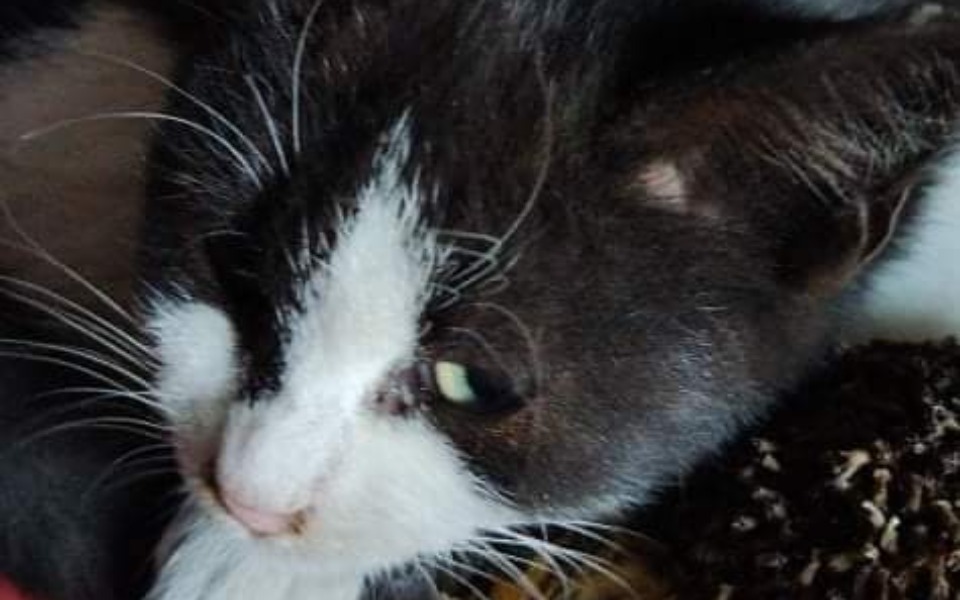 
        Zbiórka Nocny znajdek z ulicy - zdjęcie główne
    