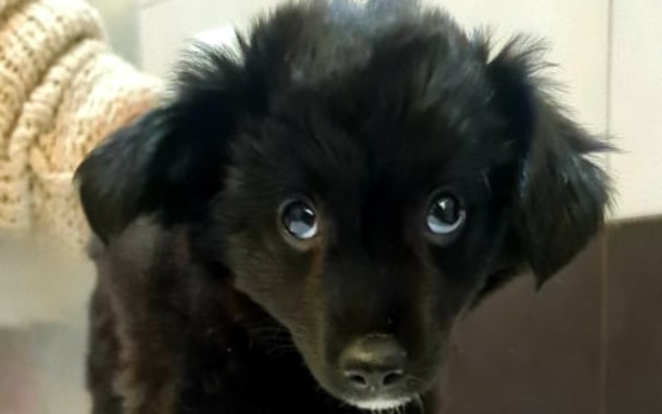 
        Zbiórka Ocalić od ŚMIERCI..... - zdjęcie główne
    