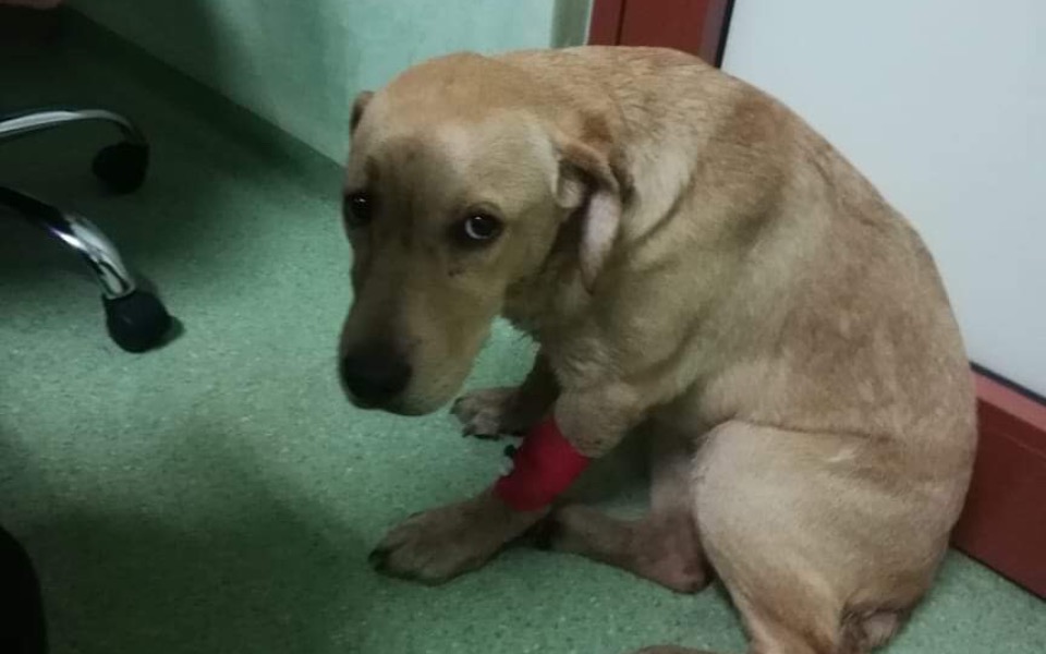 
        Zbiórka Leczenie psa z PARWOWIROZĄ - zdjęcie główne
    