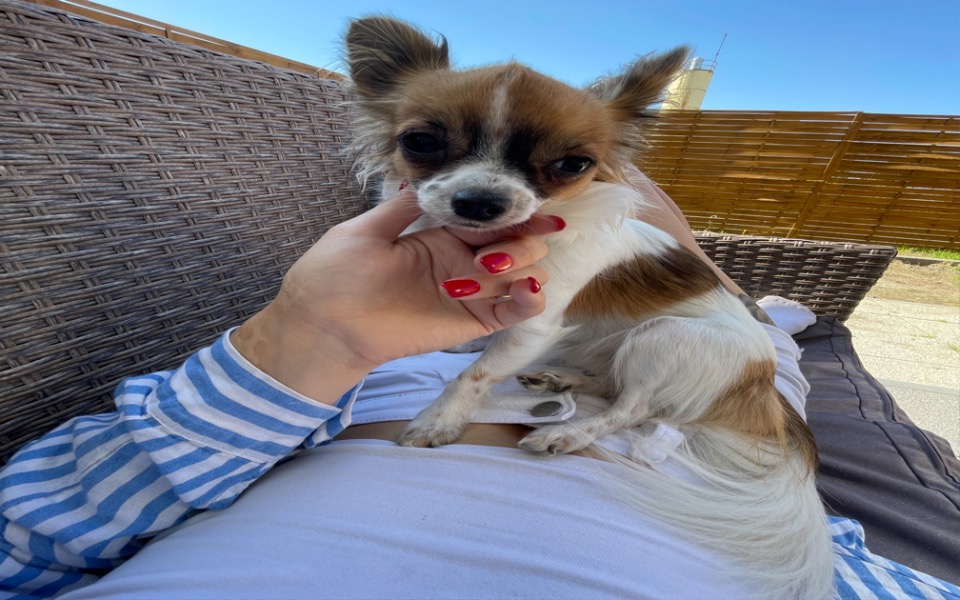 Zbiórka Operacja Nastki i leczenie - zdjęcie główne