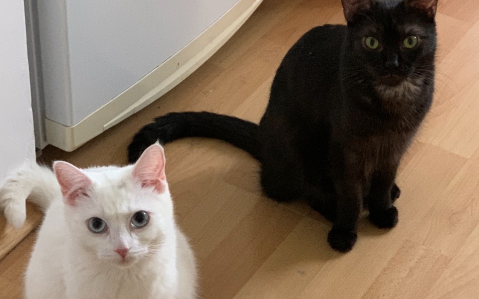 Zbiórka Pomoc w leczeniu Pitusiów - zdjęcie główne