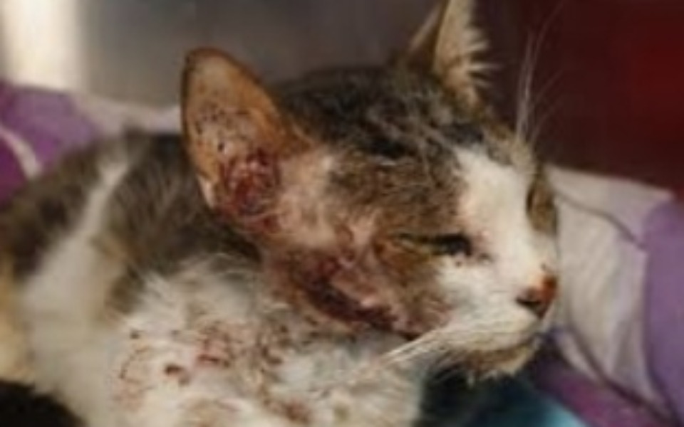 
        Zbiórka Dla kochącego bolka - zdjęcie główne
    