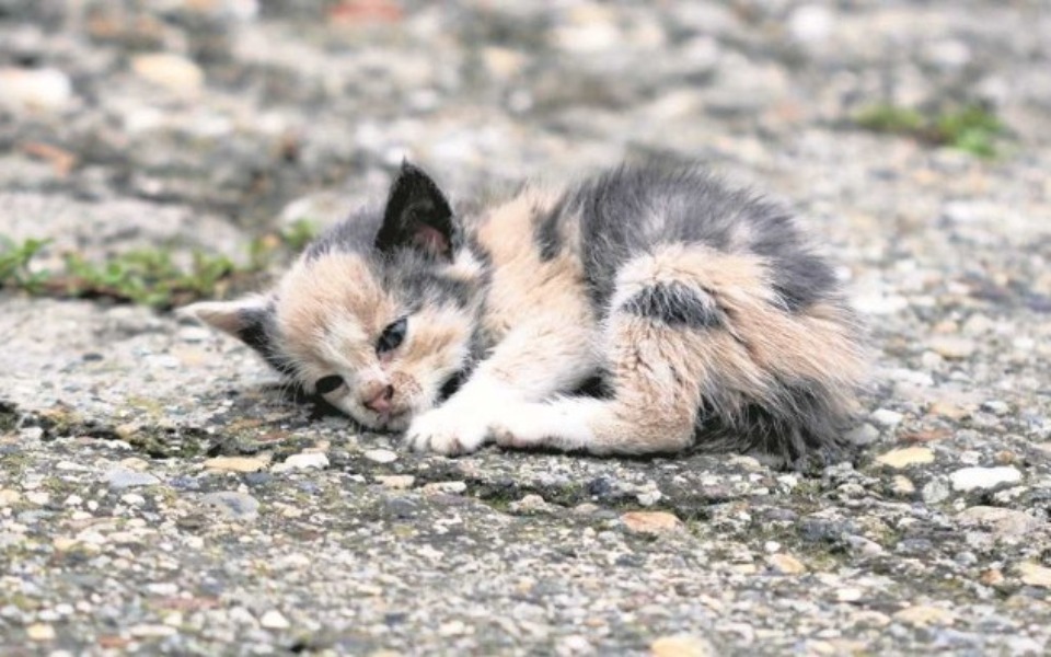 
        Zbiórka Pomagamy Zwierzakom Z Kołobrzegu - zdjęcie główne
    