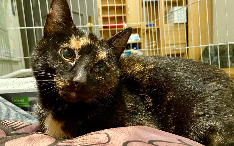 
        Zbiórka Usunięcie ząbków - zdjęcie główne
    