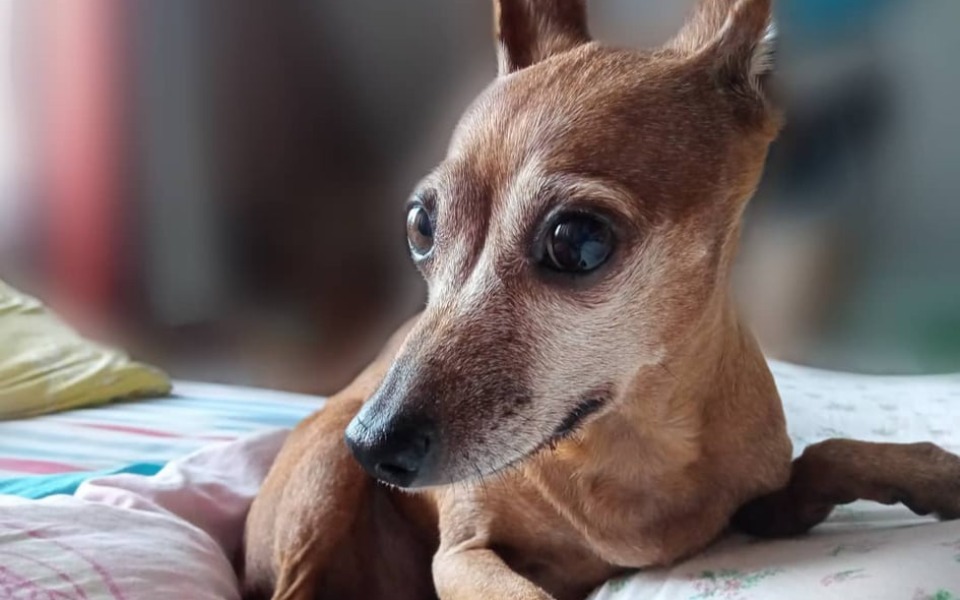 
        Zbiórka Na ekstrakcję zębów Miki - zdjęcie główne
    