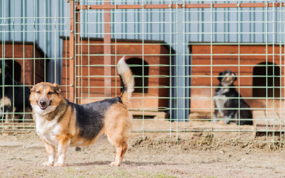 
        Zbiórka Pomoc zwierzakom w schronisku - zdjęcie główne
    