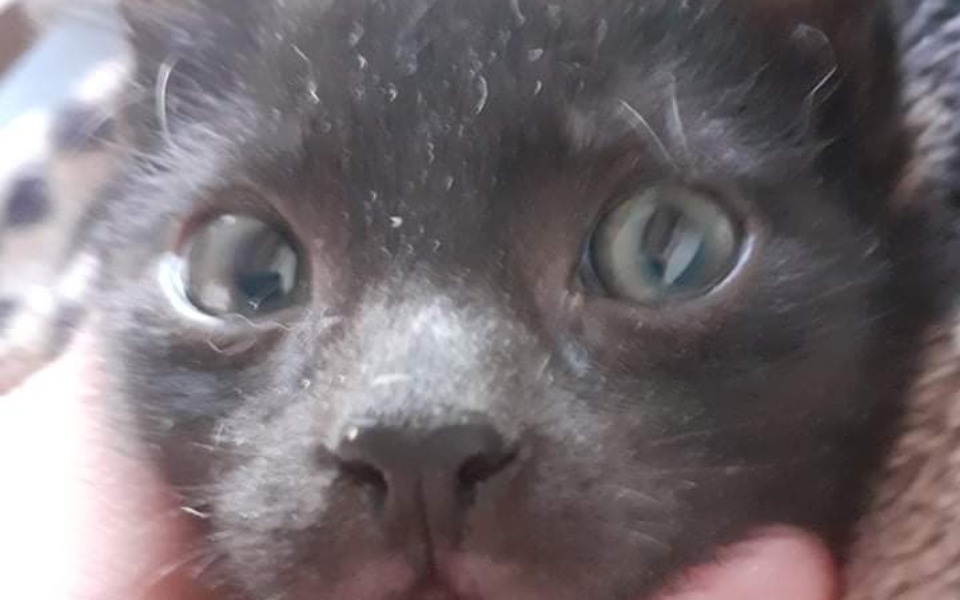 
        Zbiórka Niebieska sfora LISTOPAD - zdjęcie główne
    