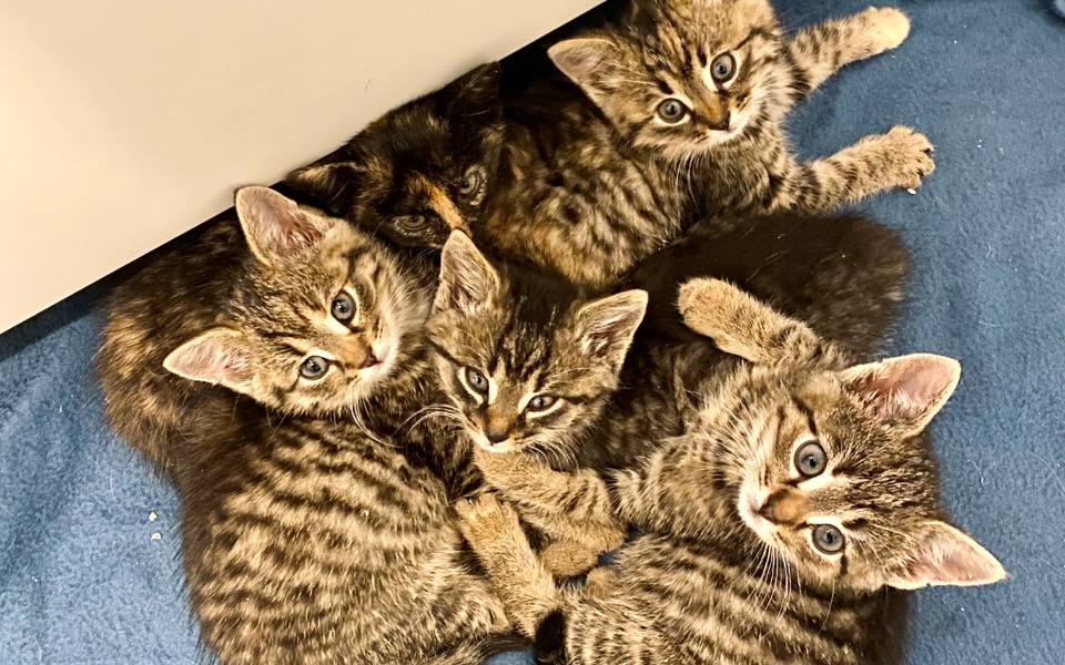 
        Zbiórka Na pomoc kociakom z panleuko - zdjęcie główne
    