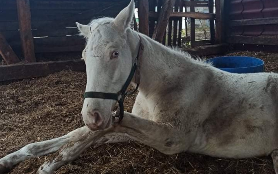 
        Zbiórka POMOCY - Tragedia źrebaczka - zdjęcie główne
    