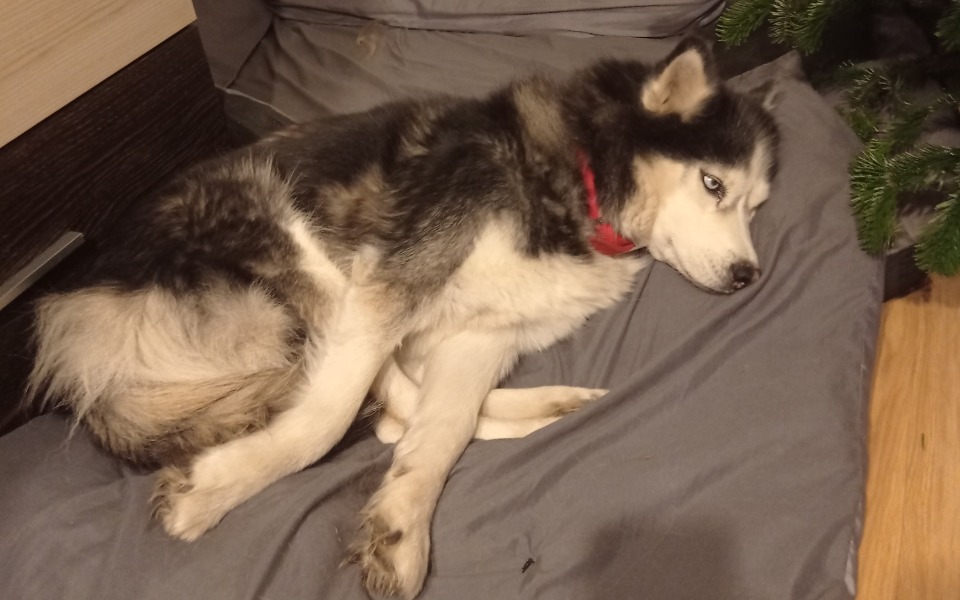 
        Zbiórka Na pieska husky - zdjęcie główne
    