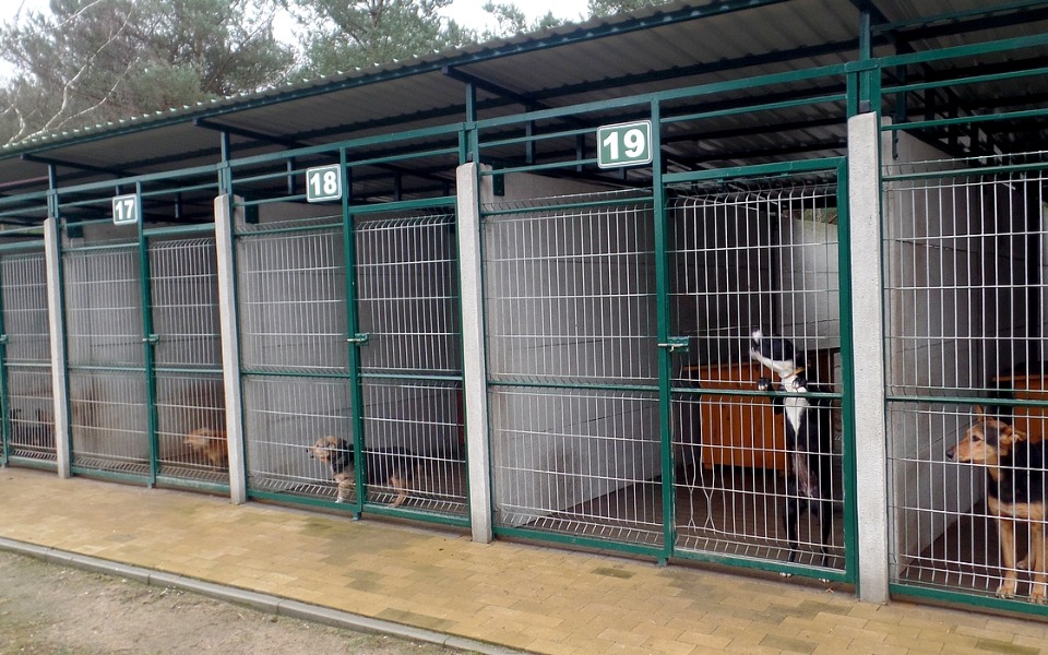 
        Zbiórka Dorzuć coś dla zwierzątek - zdjęcie główne
    