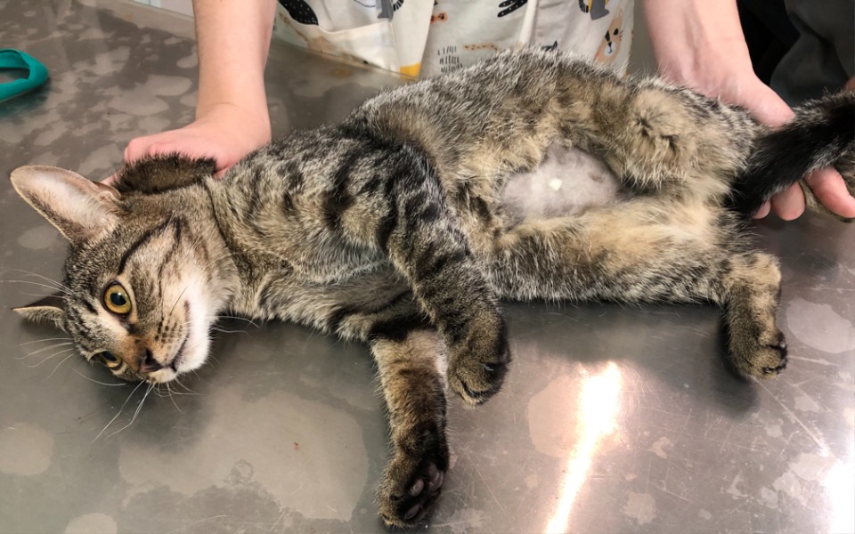 
        Zbiórka AnimekFIP i PANLEUKOPENIA - zdjęcie główne
    