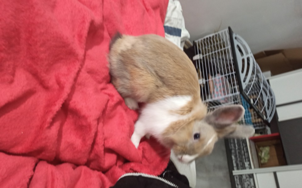 
        Zbiórka Kastracja kroliczki Lulu - zdjęcie główne
    