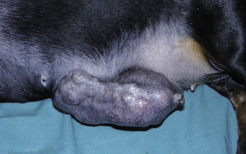 
        Zbiórka Usunięcie gruczołu mlekowego - zdjęcie główne
    