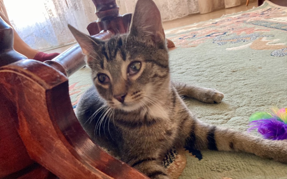 
        Zbiórka Walczymy o życie Romusia - zdjęcie główne
    