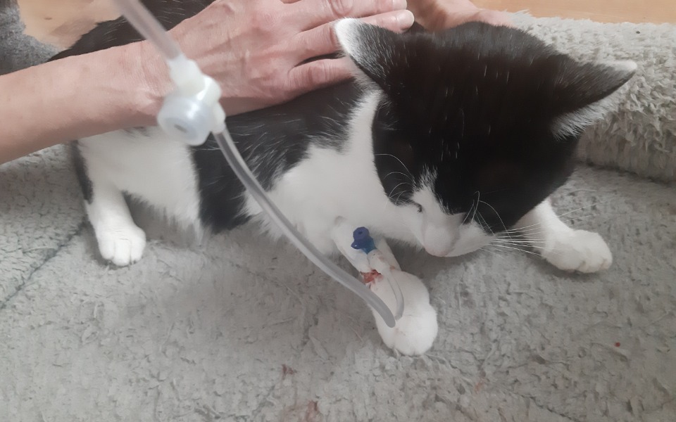 Zbiórka Panleukopenia zaatakowała DT - zdjęcie główne