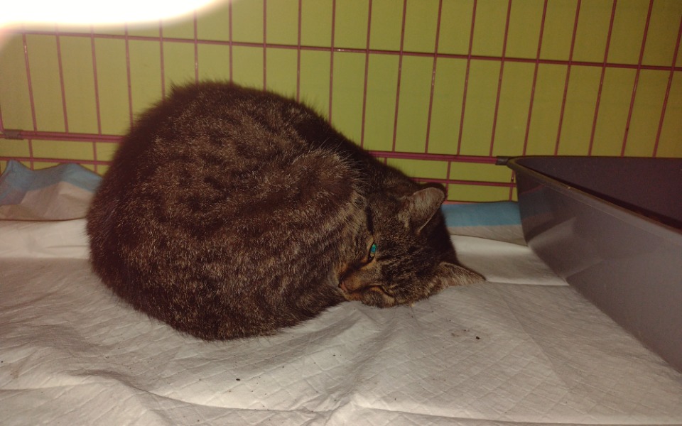 
        Zbiórka kot więziony w szopie,jego lecze - zdjęcie główne
    