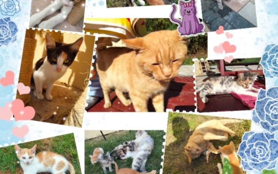 
        Zbiórka Na karmę dla porzuconych zwierz - zdjęcie główne
    