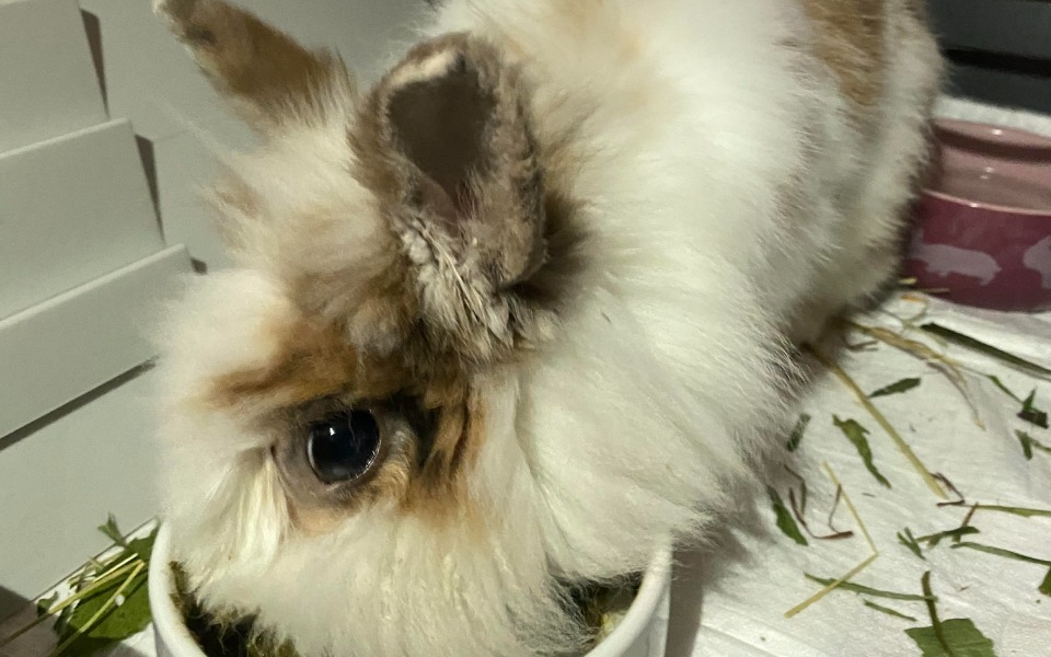 Zbiórka Zabieg Róży - zdjęcie główne