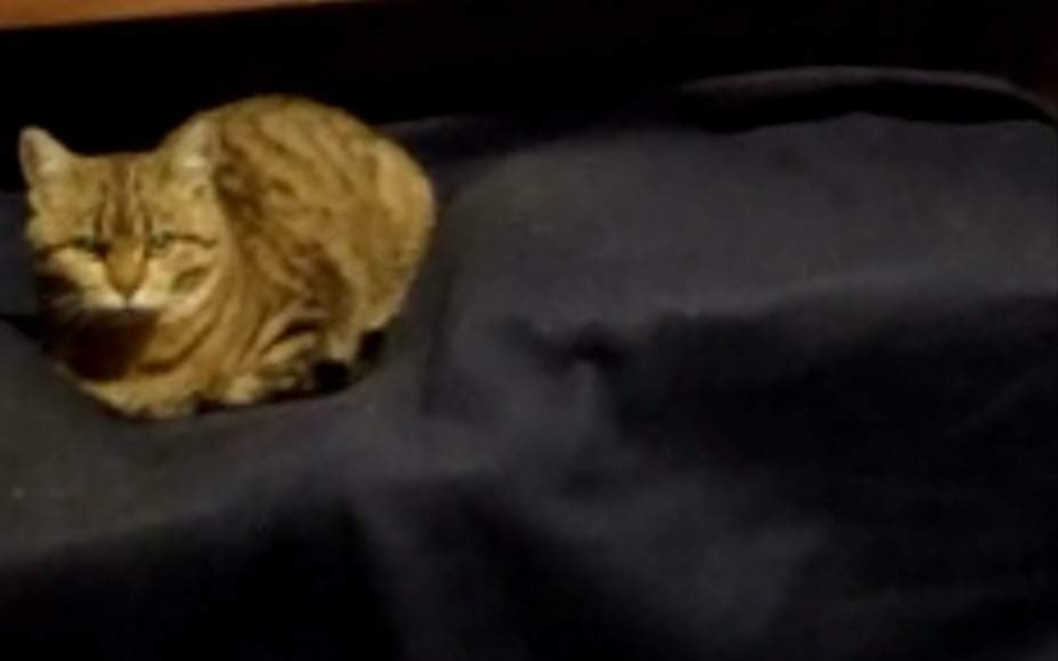 
        Zbiórka Operacja dla kotka złamana łapka - zdjęcie główne
    