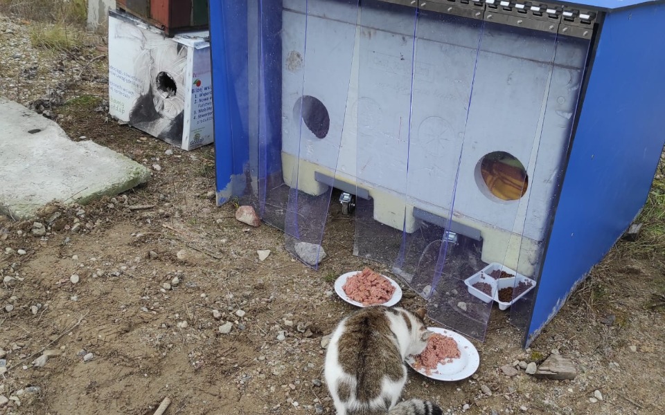 
        Kot jedzący z misek przed niebieską budką.
    