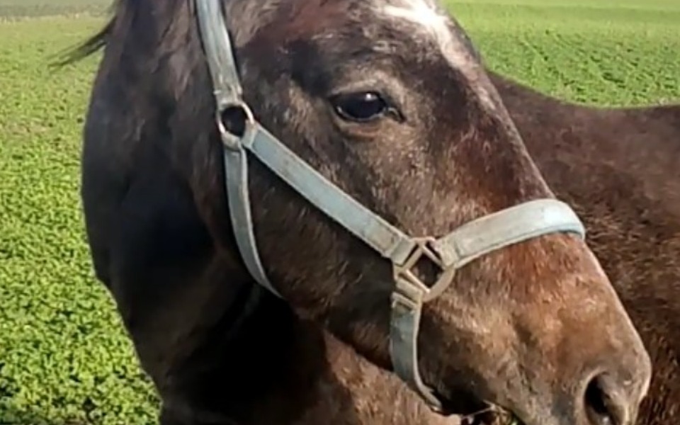 
        Koń na tle zielonego pola.
    