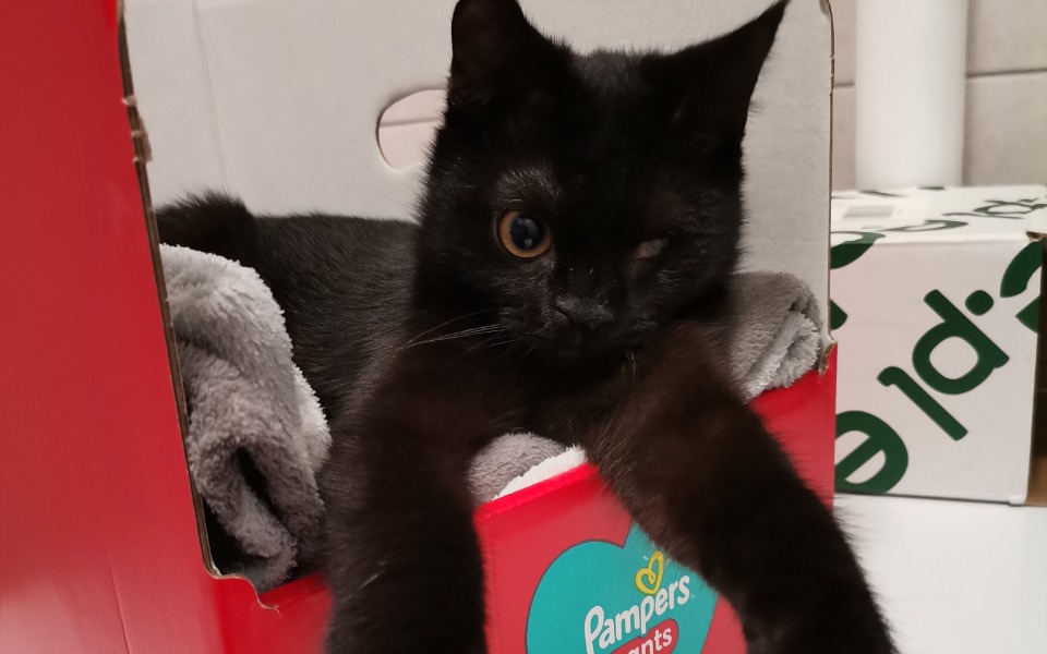 Zbiórka Operacja 7 miesięcznej kotki - zdjęcie główne