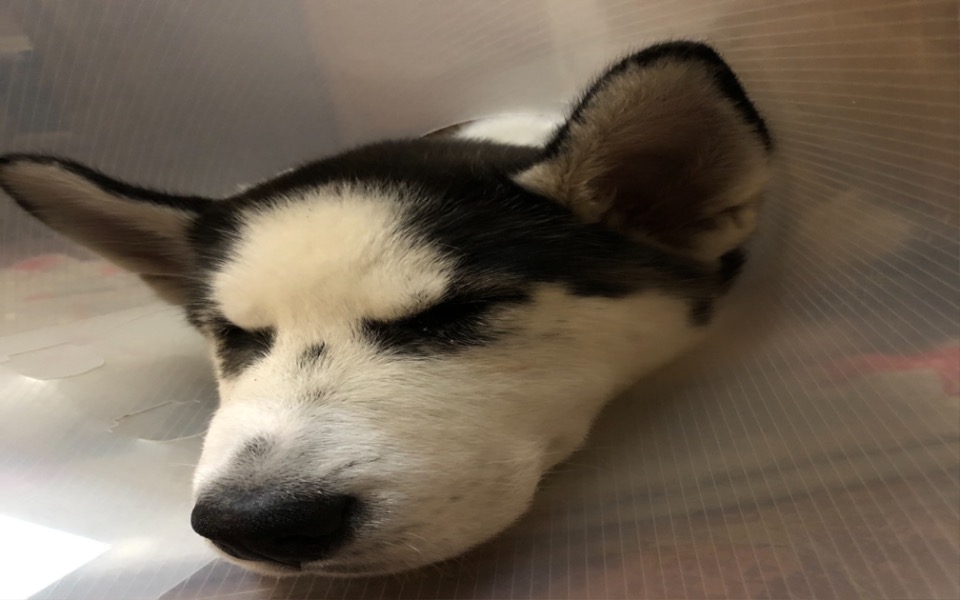 
        Zbiórka Ryzykowna operacja oczka - zdjęcie główne
    