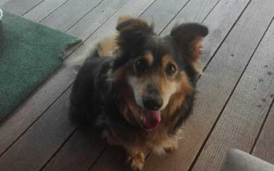 
        Zbiórka Zbiórka na leczenie psa Pimpka - zdjęcie główne
    