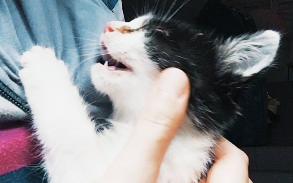 
        Zbiórka Świąteczna pomoc zwierzakom - zdjęcie główne
    