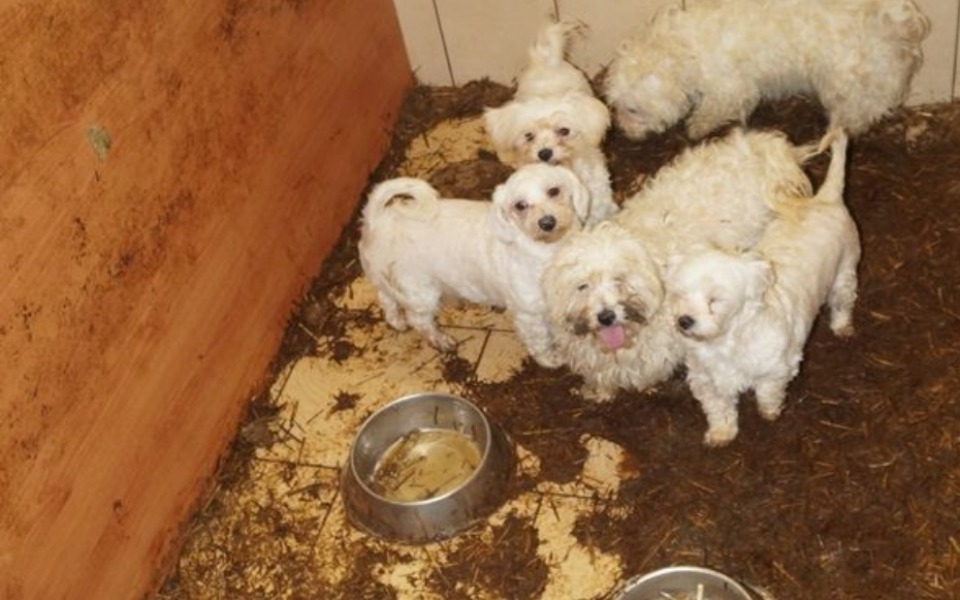 
        Zbiórka Ratujmy psiaki z pseudo chodowli - zdjęcie główne
    