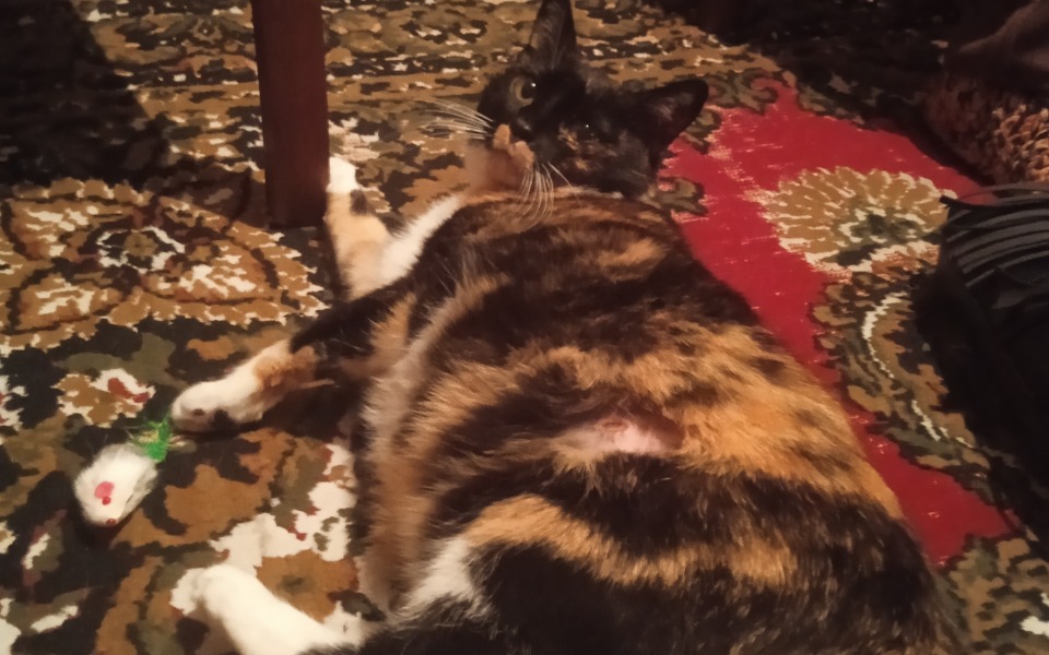 
        Zbiórka Pomóż Miśce wygrać ze śmiercią - zdjęcie główne
    