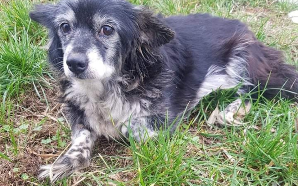 
        Zbiórka Stareńka I CHORA jest SAMA - zdjęcie główne
    