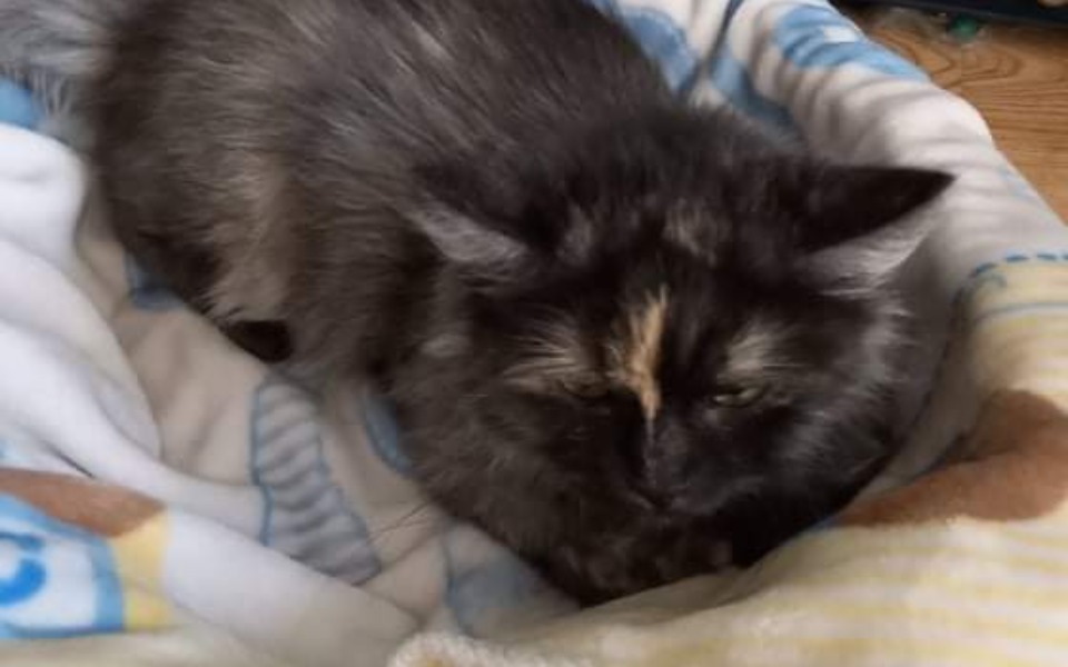 
        Zbiórka PILNE Leczenie dla kotka - zdjęcie główne
    