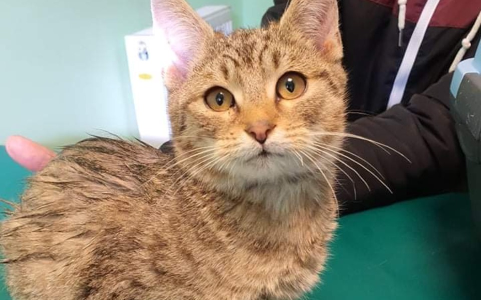 Zbiórka Maluszek ze stada kotów w Górze - zdjęcie główne