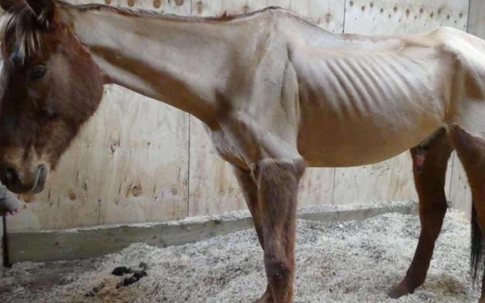 
        Zbiórka Na ratunek widra - zdjęcie główne
    