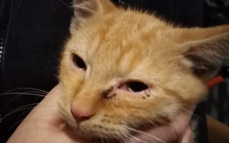 Zbiórka Na leczenie sierotek - zdjęcie główne