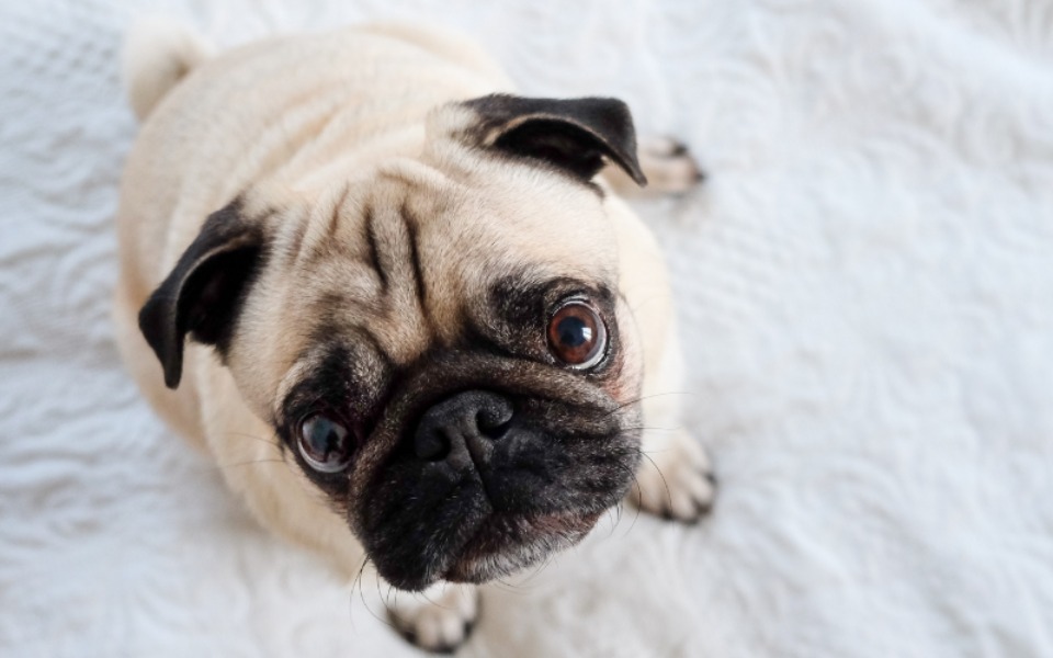 
        Zbiórka Na wymarzonego pieska mopsa - zdjęcie główne
    